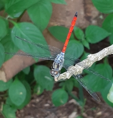 Lathrecista asiatica