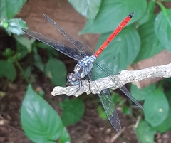 Lathrecista asiatica