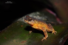 Ingerophrynus divergens