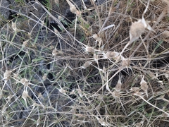 Sporobolus aculeatus