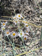 Townsendia florifera