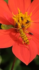 Ochraethes z-littera