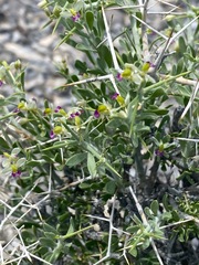 Rhinotropis acanthoclada