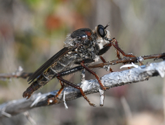 Stenopogon rufibarbis