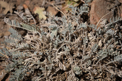 Astragalus leucolobus