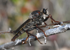 Stenopogon rufibarbis