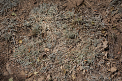 Astragalus leucolobus