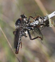 Stenopogon rufibarbis
