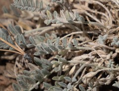 Astragalus leucolobus