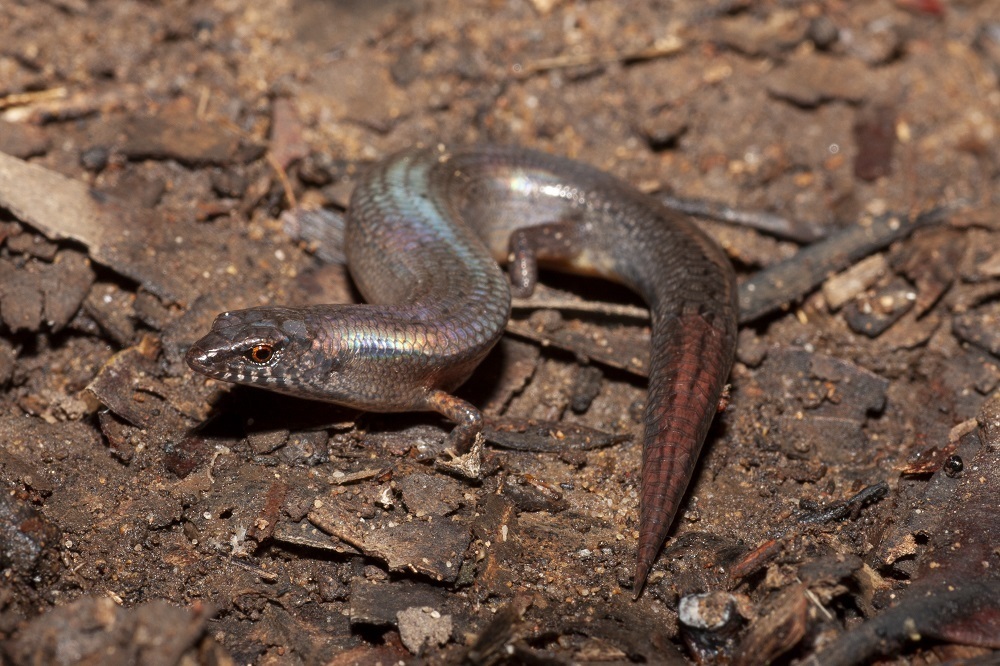 McCoy's Skink