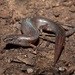 Mccoy's Skink - Photo (c) dhfischer, some rights reserved (CC BY-NC), uploaded by dhfischer