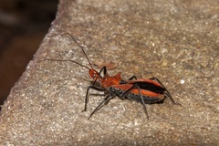 Gminatus wallengreni