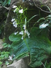 Streptocarpus pusillus