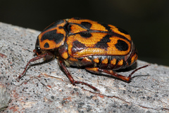 Lyraphora obliquata