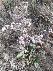 Limonium tomentellum