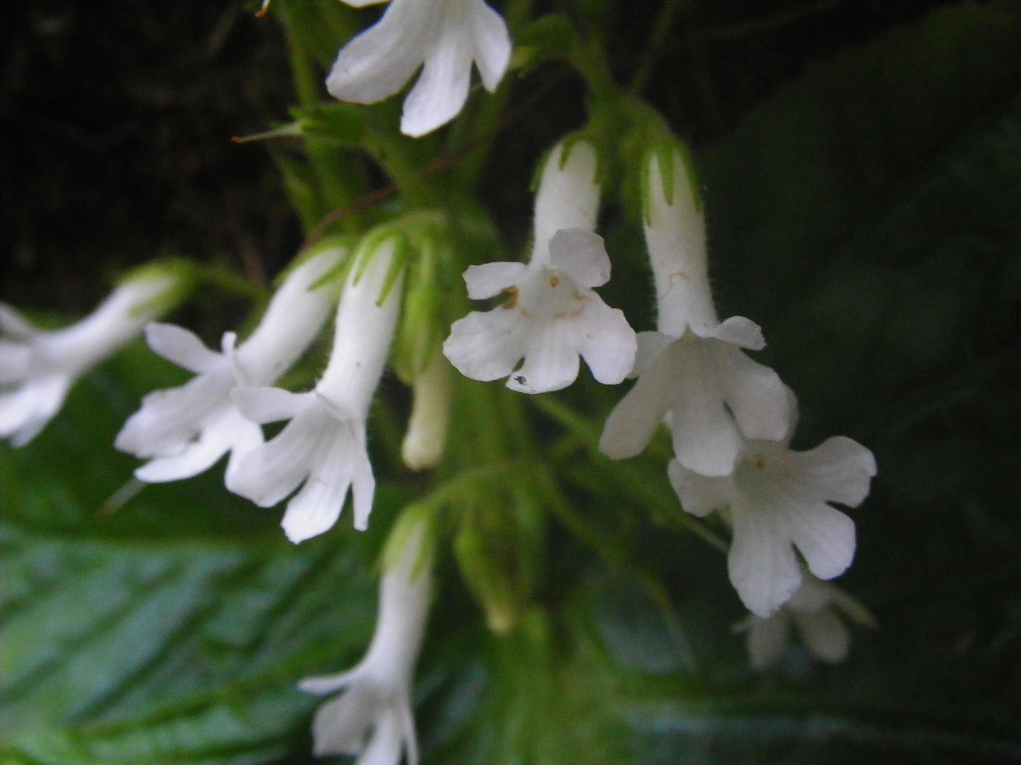 Streptocarpus pusillus