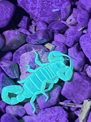 Paravaejovis confusus