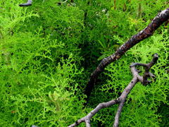 Pelargonium denticulatum