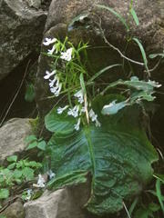 Streptocarpus pusillus