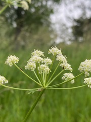 Ligusticum porteri