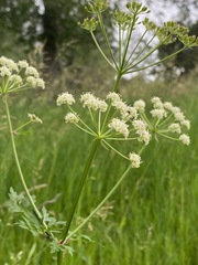 Ligusticum porteri