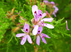 Pelargonium denticulatum