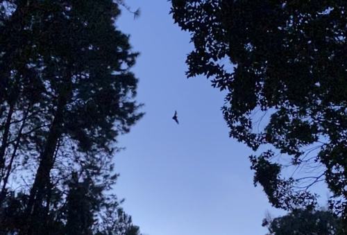 Aeorestes semotus observed 2021-09-17