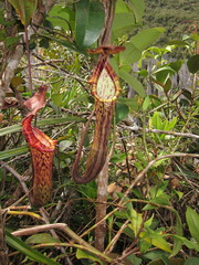 Nepenthes faizaliana