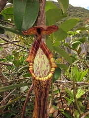 Nepenthes faizaliana