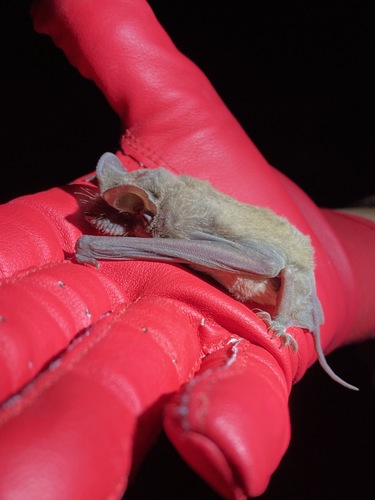 Mexican Free-tailed Bat photographed in Utah