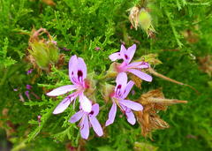 Pelargonium denticulatum
