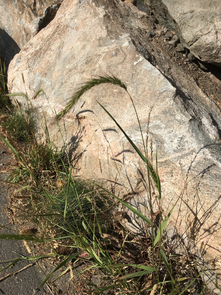 Canada wild rye from Gallatin County, MT, USA on September 13, 2021 at ...