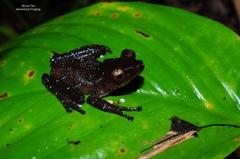 Nyctixalus pictus