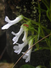 Streptocarpus pusillus