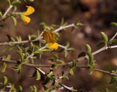 Argyrolobium pachyphyllum