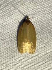 Sparganothis distincta