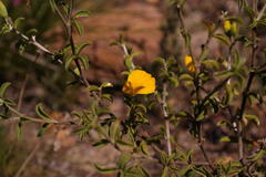 Argyrolobium pachyphyllum