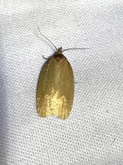 Sparganothis distincta