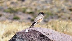 Muscisaxicola capistratus