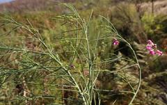 Indigofera filifolia