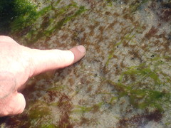Ectocarpales