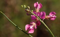 Indigofera filifolia