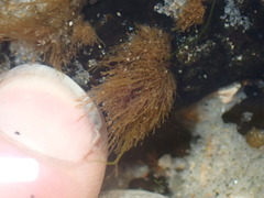Ectocarpales