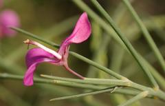 Indigofera filifolia