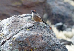 Muscisaxicola capistratus