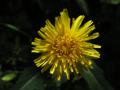 Sonchus brachyotus