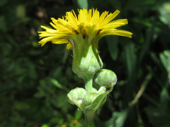 Sonchus brachyotus