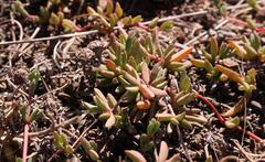 Lampranthus debilis