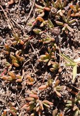 Lampranthus debilis