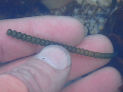 Chaetomorpha coliformis